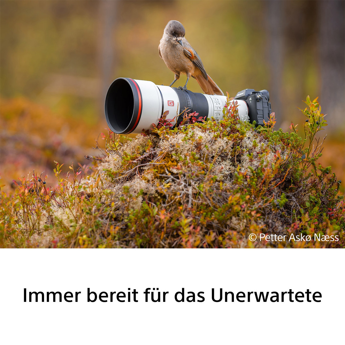 Sony FE 600 mm F6.3 GM OSS